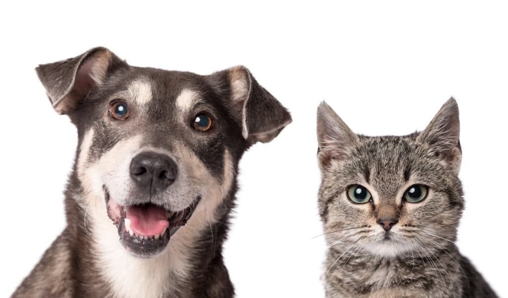 Should Cats and Dogs have Pet Trusts?