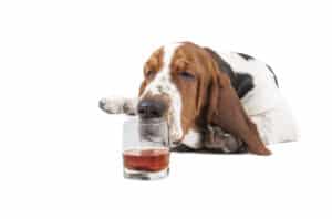 Dog,(basset,With,A,Glass,Of,Whisky,On,A,White